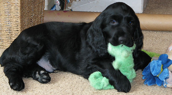 field spaniel puppies for sale